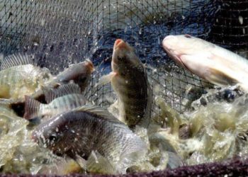 മത്സ്യകൃഷി പദ്ധതികള്‍ക്ക്  60 ശതമാനം വരെ സബ്‌സിഡി