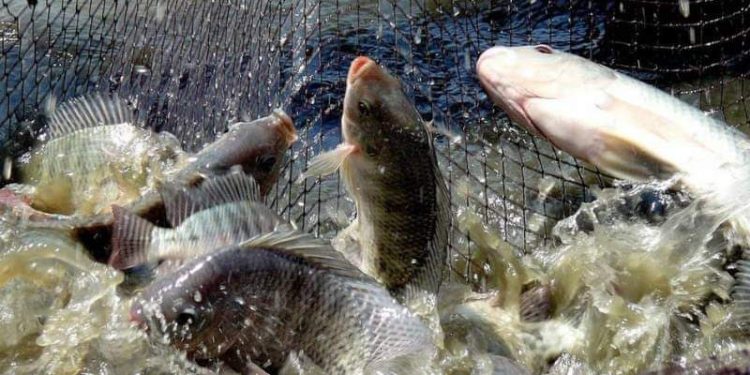 മത്സ്യകൃഷി പദ്ധതികള്‍ക്ക്  60 ശതമാനം വരെ സബ്‌സിഡി