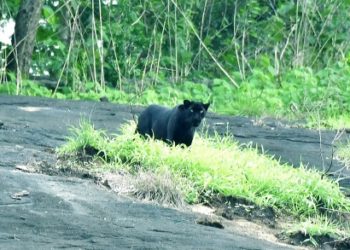 കവയിൽ കരിമ്പുലിയെ കണ്ടു