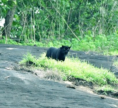 കവയിൽ കരിമ്പുലിയെ കണ്ടു