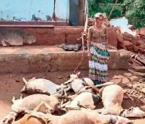 വീടിന്റെ ചുമരിടിഞ്ഞ് വീണ് ഏഴ് ആടുകൾ ചത്തു