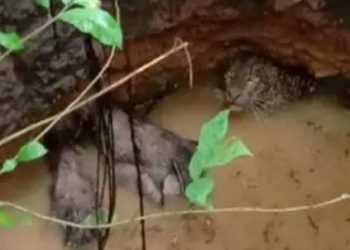 പുതുപ്പരിയാരത്ത് പുലിയും മൂന്ന് കാട്ടുപന്നികളും കിണറ്റില്‍ വീണു