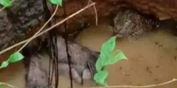 പുതുപ്പരിയാരത്ത് പുലിയും മൂന്ന് കാട്ടുപന്നികളും കിണറ്റില്‍ വീണു