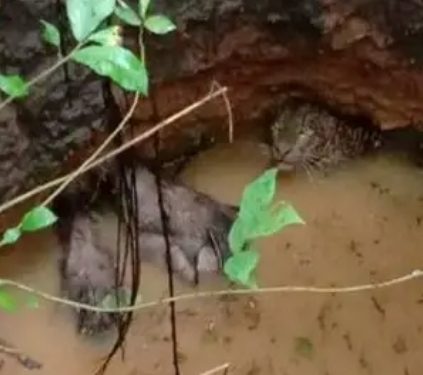 പുതുപ്പരിയാരത്ത് പുലിയും മൂന്ന് കാട്ടുപന്നികളും കിണറ്റില്‍ വീണു