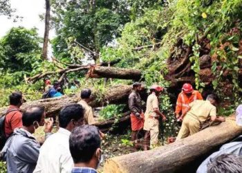 മൂന്നു മരങ്ങള്‍ ഒന്നിച്ച്‌ റോഡിലേക്ക് മറിഞ്ഞു , നെല്ലിയാമ്ബതി ചുരം റോഡില ഗതാഗതം സ്തംഭിച്ചു.