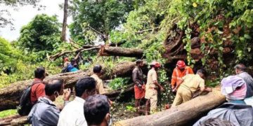 മൂന്നു മരങ്ങള്‍ ഒന്നിച്ച്‌ റോഡിലേക്ക് മറിഞ്ഞു , നെല്ലിയാമ്ബതി ചുരം റോഡില ഗതാഗതം സ്തംഭിച്ചു.