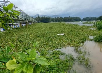മുക്കൈ പുഴയിൽ കുളവാഴകൾ നിറഞ്ഞു.