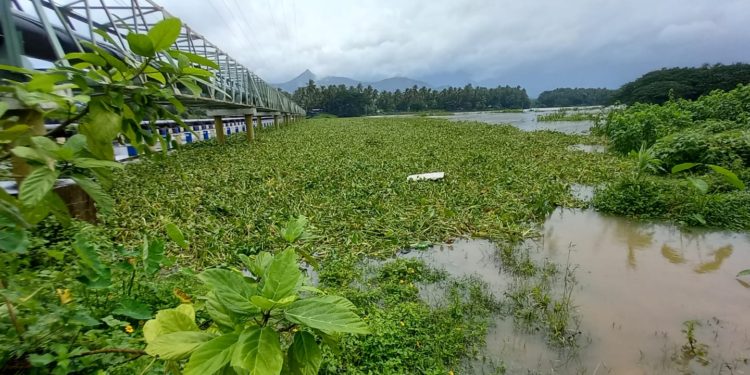 മുക്കൈ പുഴയിൽ കുളവാഴകൾ നിറഞ്ഞു.