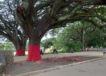 മരങ്ങളും മുണ്ടുടുത്തു തുടങ്ങി.