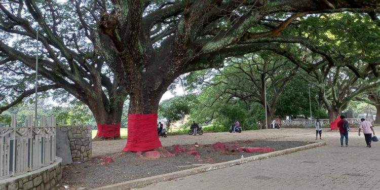 മരങ്ങളും മുണ്ടുടുത്തു തുടങ്ങി.