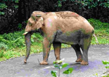 നെല്ലിയാമ്പതി  റോഡിനു നടുവിൽ നിലയുറപ്പിച്ച കാട്ടാന