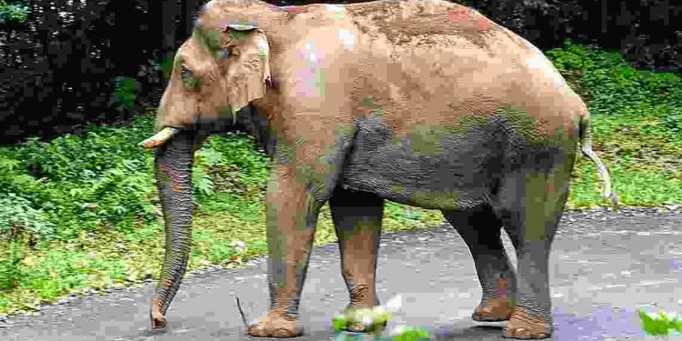 നെല്ലിയാമ്പതി  റോഡിനു നടുവിൽ നിലയുറപ്പിച്ച കാട്ടാന