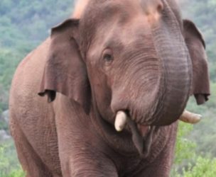 അട്ടപ്പാടിയില്‍ യുവതിയെ കാട്ടാന ചവിട്ടി കൊന്നു.