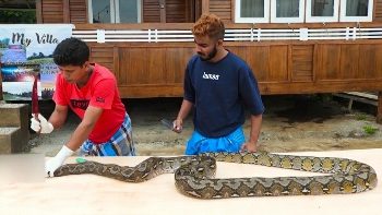 പാമ്പിനെ ചുട്ടെടുത്ത് ആരാധകരെ  ഞെട്ടിച്ച്     ഫിറോസ് ചുട്ടിപ്പാറ