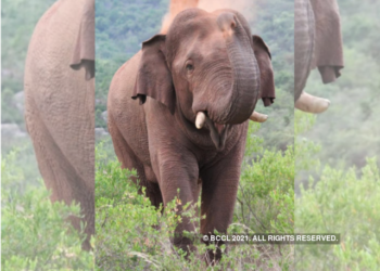 ധോണിയിലിറങ്ങിയ  കാട്ടാനയെ കാടുകയറ്റാനുള്ള ആദ്യശ്രമം തുടങ്ങി