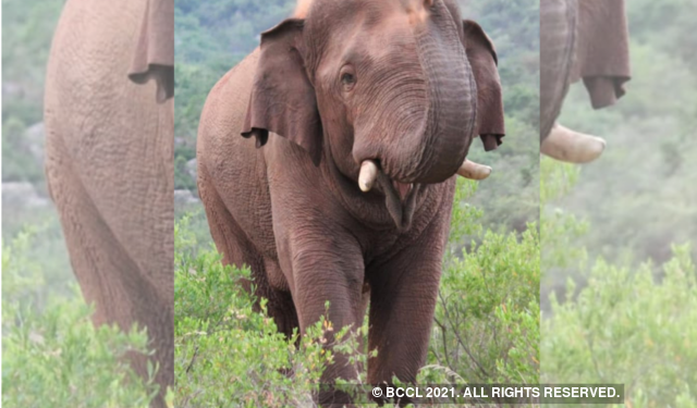 ധോണിയിലിറങ്ങിയ  കാട്ടാനയെ കാടുകയറ്റാനുള്ള ആദ്യശ്രമം തുടങ്ങി