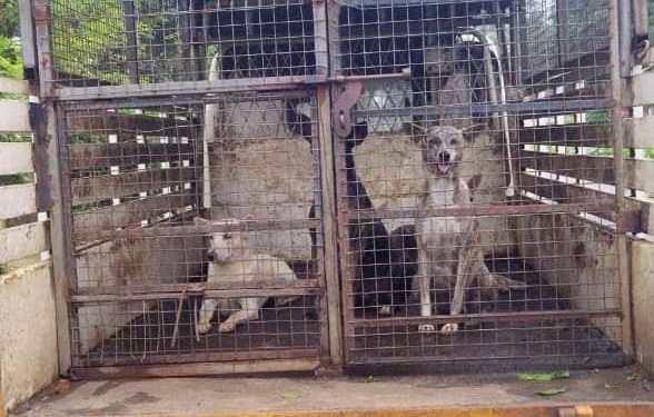 തെരുവ് നായകളെ ഏറ്റെടുത്തു