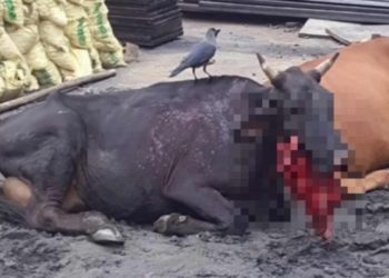 പടക്കം കടിച്ച് കീഴ്ത്താടി തകർന്ന പശുവിനെ ഗോശാലയിലേക്ക് മാറ്റി