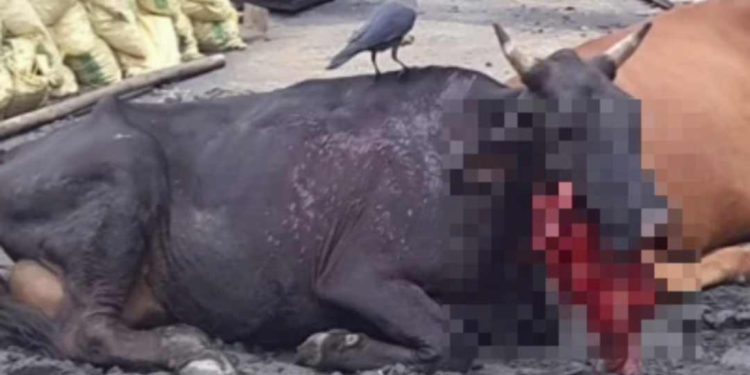 പടക്കം കടിച്ച് കീഴ്ത്താടി തകർന്ന പശുവിനെ ഗോശാലയിലേക്ക് മാറ്റി