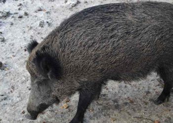 കാട്ടുപന്നി ആക്രമണത്തിൽ തൊഴിലാളിക്ക് പരിക്ക്