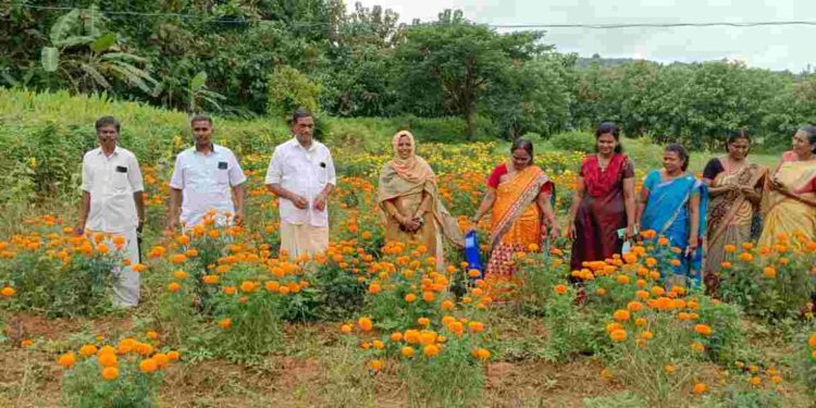 ഓണചമയത്തിന് ചെണ്ടുമല്ലി പൂകൃഷി വിളവെടുപ്പ് നടന്നു