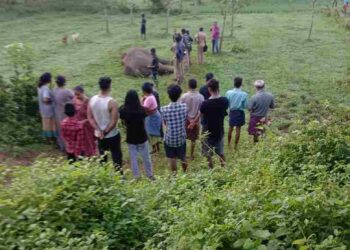 കാട്ടുപന്നിക്ക് വച്ച വൈദ്യുതി കെണിയില്‍പ്പെട്ട് കാട്ടാന ചരിഞ്ഞു