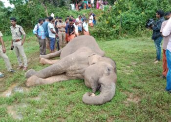 കാട്ടാന ഷോക്കേറ്റ് ചെരിഞ്ഞു