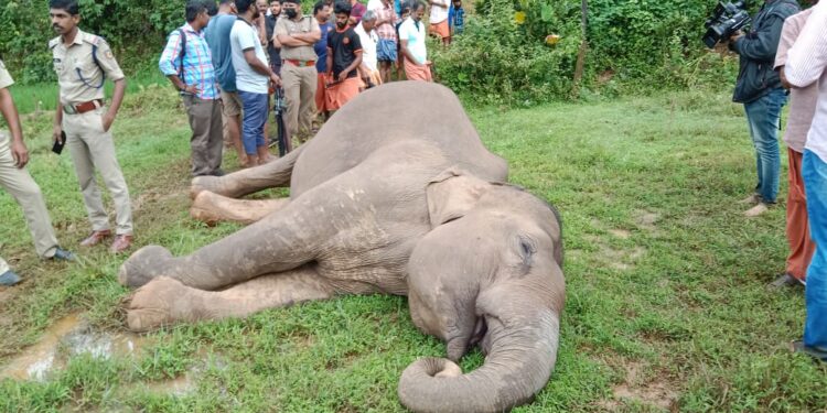കാട്ടാന ഷോക്കേറ്റ് ചെരിഞ്ഞു