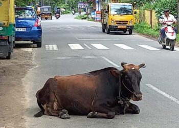 എൽ.പി.സ്ക്കുളിനു മുന്നിലെ പശു ഭീതി പരത്തുന്നു.