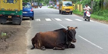 എൽ.പി.സ്ക്കുളിനു മുന്നിലെ പശു ഭീതി പരത്തുന്നു.