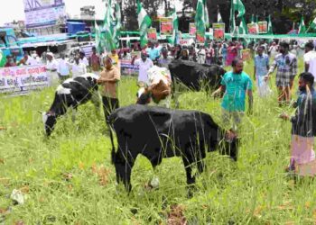 ഗോക്കളെ മേച്ചും ……. സമരം ചെയ്തും