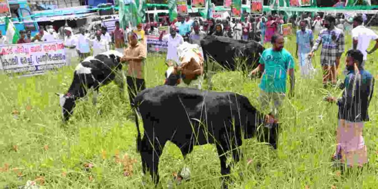 ഗോക്കളെ മേച്ചും ……. സമരം ചെയ്തും