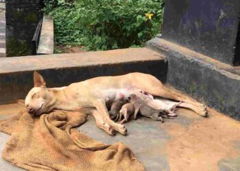 സ്കൂൾ വരാന്തയിൽ പട്ടി പ്രസവിച്ചു: അധ്യാപകരും വിദ്യാർത്ഥികളും ദുരിതത്തിൽ