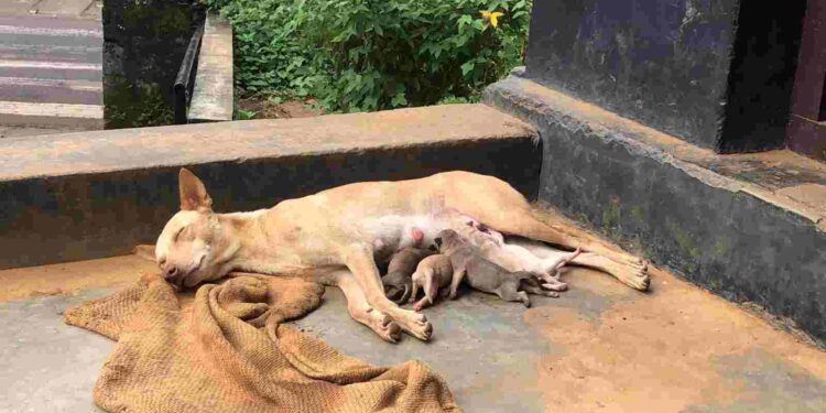 സ്കൂൾ വരാന്തയിൽ പട്ടി പ്രസവിച്ചു: അധ്യാപകരും വിദ്യാർത്ഥികളും ദുരിതത്തിൽ