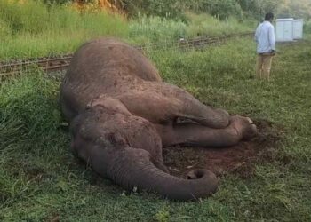 ട്രെയിൻ ഇടിച്ച് കാട്ടാന ചരിഞ്ഞു, മാറാതെ കാട്ടാനക്കൂട്ടം