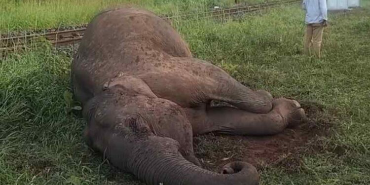 ട്രെയിൻ ഇടിച്ച് കാട്ടാന ചരിഞ്ഞു, മാറാതെ കാട്ടാനക്കൂട്ടം