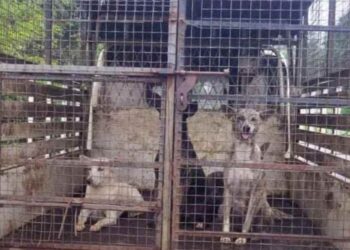 കൊടുവായൂരിൽ തെരുവുനായ ശല്യം രൂക്ഷം, 4 പേർക്ക് കടിയേറ്റു