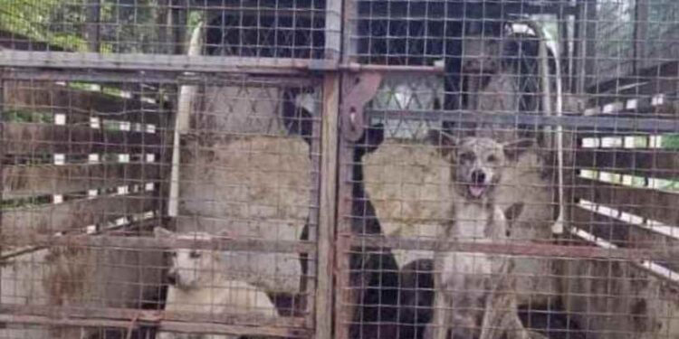 കൊടുവായൂരിൽ തെരുവുനായ ശല്യം രൂക്ഷം, 4 പേർക്ക് കടിയേറ്റു