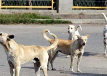 കോളേജിൽ ക്ലാസിൽ കയറി നായ വിദ്യാർഥിയെ കടിച്ചു.