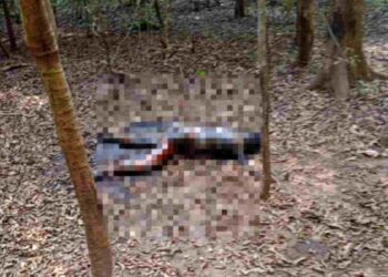 മലമ്പുഴക്ക് സമീപം കത്തിക്കരിഞ്ഞ മൃതദേഹം കണ്ടെത്തി