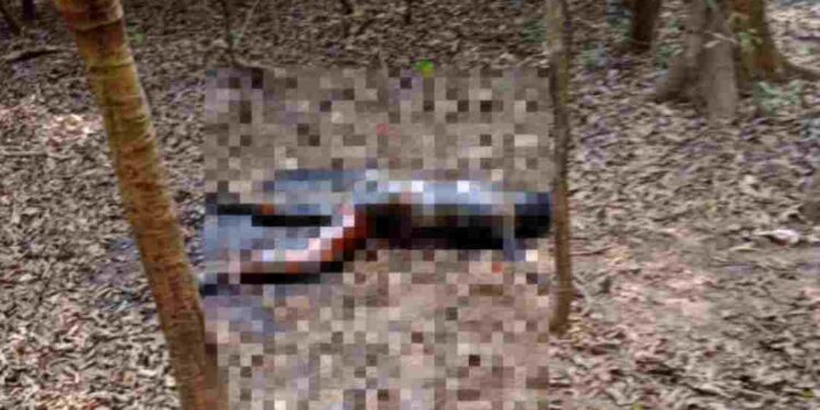 മലമ്പുഴക്ക് സമീപം കത്തിക്കരിഞ്ഞ മൃതദേഹം കണ്ടെത്തി