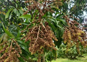 മാങ്കോസിറ്റിയിൽ കാലാവസ്ഥ വ്യതിയാനം മൂലം മാമ്പൂക്കള്‍ കരിഞ്ഞുണങ്ങി