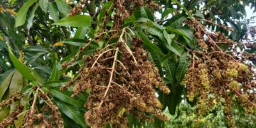 മാങ്കോസിറ്റിയിൽ കാലാവസ്ഥ വ്യതിയാനം മൂലം മാമ്പൂക്കള്‍ കരിഞ്ഞുണങ്ങി