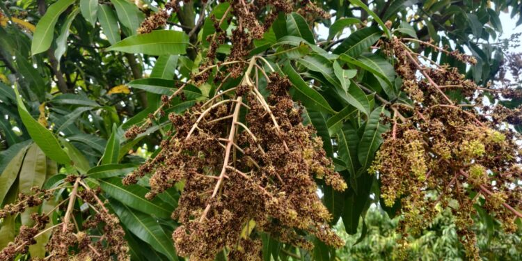 മാങ്കോസിറ്റിയിൽ കാലാവസ്ഥ വ്യതിയാനം മൂലം മാമ്പൂക്കള്‍ കരിഞ്ഞുണങ്ങി