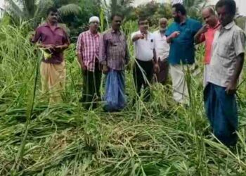 കാട്ടാനക്കൂട്ടിമറങ്ങി  വൻ കൃഷിനാശം