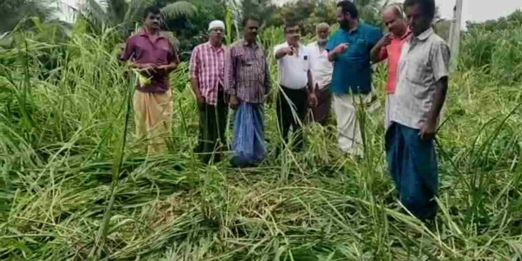 കാട്ടാനക്കൂട്ടിമറങ്ങി  വൻ കൃഷിനാശം