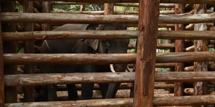 ധോണി കൂടുതൽ അസ്വസ്ഥനെന്ന് വനം വകുപ്പ്