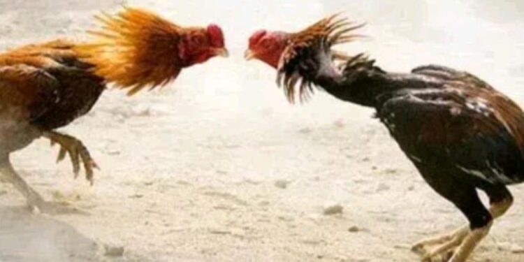 കോഴിപ്പോര് നടത്തിയ ഏഴ് പേര്‍ അറസ്റ്റിൽ