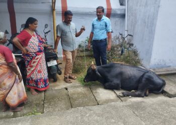 കാളക്കൂറ്റൻ ഉടമയെ തിരയുന്നു.