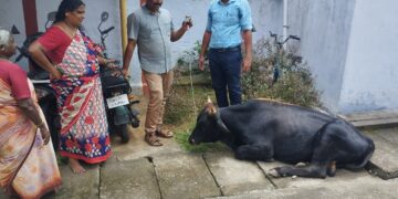 കാളക്കൂറ്റൻ ഉടമയെ തിരയുന്നു.